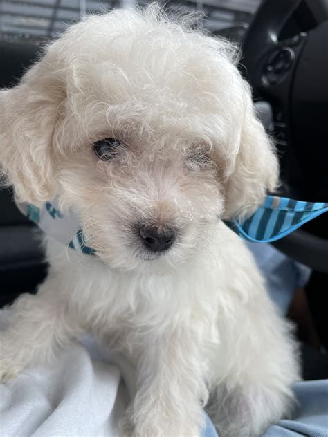 Harley - Maltipoo Puppy for Sale in Fredericksburg, OH. . Maltipoo puppies for sale in charlotte nc